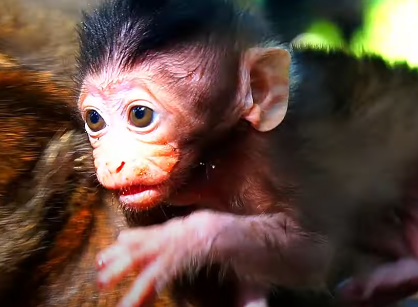 Tearful moment as baby Braxton runs through Angkor Wat crying for his mom, who walks ahead unaware. One of the most emotional scenes you’ll witness.