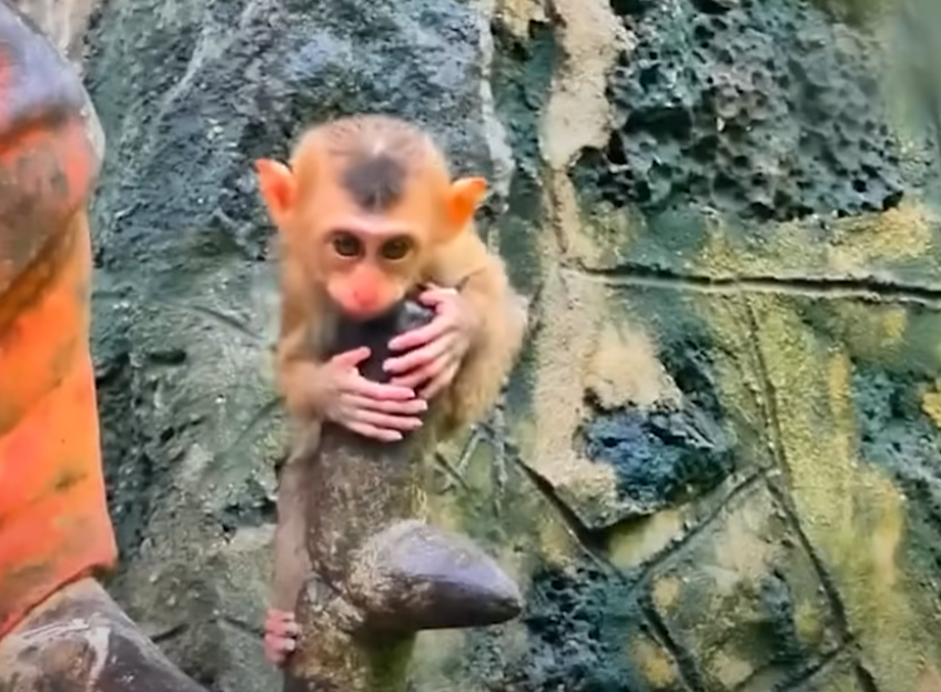A devastating accident leaves a baby monkey injured and crying on the forest floor. Witness a mother’s regret and the community's silent heartbreak—captured in the raw beauty of Angkor Wat’s jungle