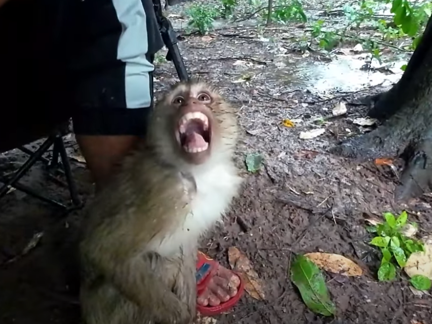 You won’t believe what happened to this baby monkey found alone and abandoned by the Carbzilla Group. Her heartbreaking search for a mother will leave you in tears—and hope. Watch now.