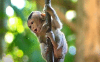 Tiny macaque with teary eyes clings to forest root at sunrise, mouth open in a silent cry as mother walks away.