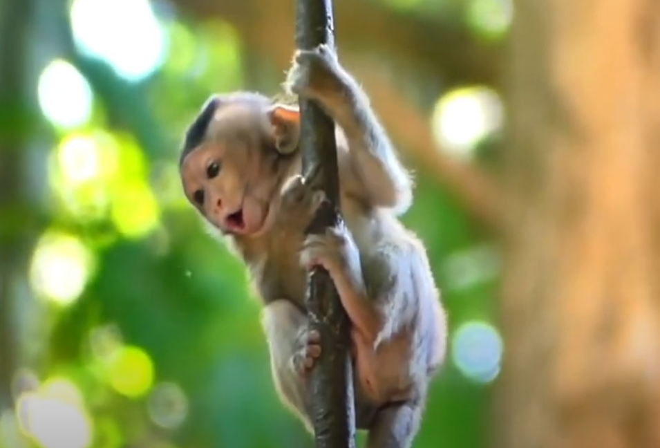 Witness the dawn-lit moment a hungry baby monkey’s plea goes unanswered beneath Angkor’s sacred towers—an emotional story of need, neglect, and fragile hope.