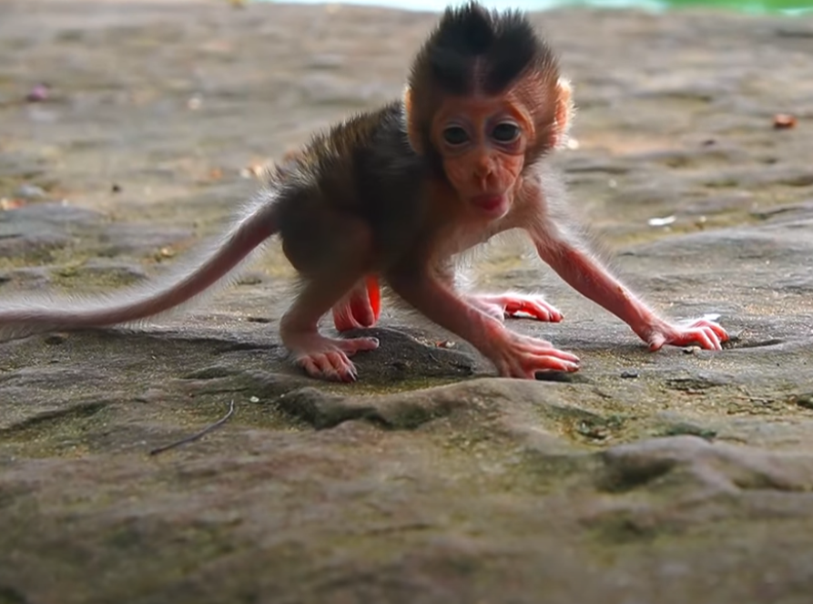 Abandoned baby monkey Braxton cries out for his mom in Angkor Wat. A heart-shattering moment of loss and resilience caught on video. Watch the emotional story unfold.