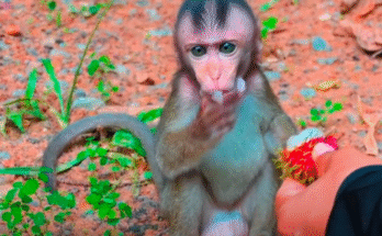 A lonely baby monkey sits curled near a mossy rock in Angkor Wat, eyes full of sorrow, orphaned and shivering.
