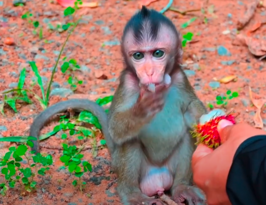 Tragic and True: Orphaned Baby Monkey Battles to Survive Alone in Angkor Wat – A Real Story of Sorrow and Strength 💔