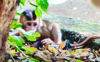 Heartbreaking scene of mother monkey turning away from her crying baby in the Angkor Wat forest, symbolizing a painful moment of letting go.