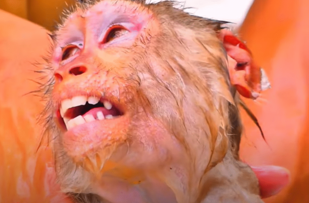 After a wild, muddy adventure, MOKA the young Angkor monkey gets a gentle bath full of love and care. This emotional moment will leave you smiling through tears.