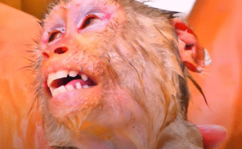 Young monkey MOKA being lovingly washed after a muddy adventure in Angkor Wat.