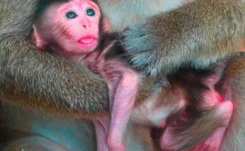 Terrified baby monkey clings to a tree after being forcefully taken from its mother in Angkor Wat forest.