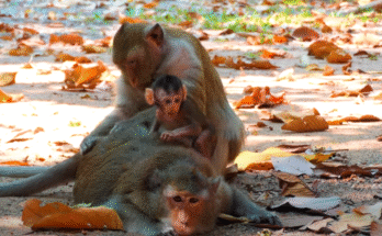 A tiny, upset baby monkey Amelia cries out while clinging to her mother in Angkor Wat’s deep forest.