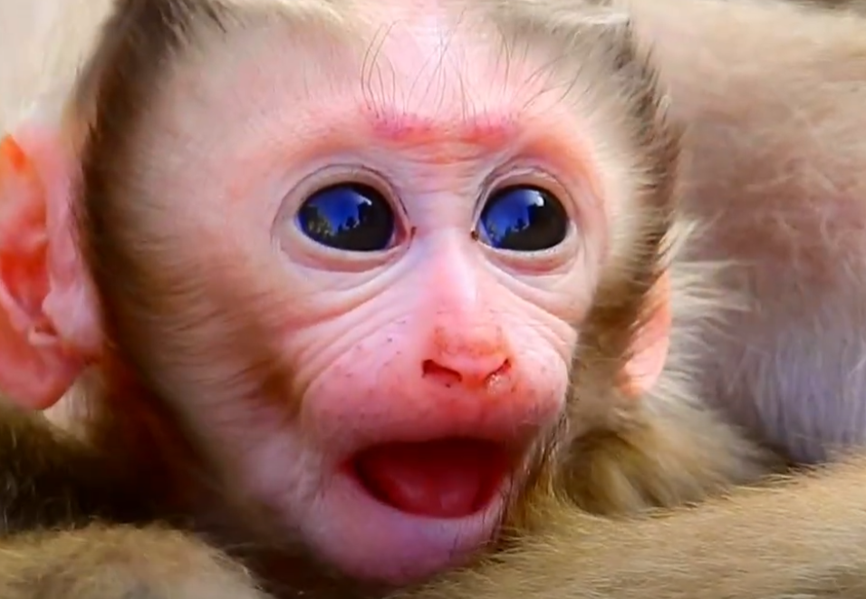 Captured deep in Angkor Wat, this newborn monkey looks exactly like a human toddler. Watch as his mother gently cradles him—one of the purest sights you’ll ever witness.