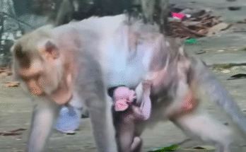 Baby monkey Bibo looks up with pleading eyes as he chases after his mother through the dusty forest of Angkor Wat.
