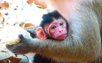 A 3-day-old baby monkey sleeps in her mother’s arms under a tree in Angkor Wat forest, eyes barely open, safe in the warmth of nature.