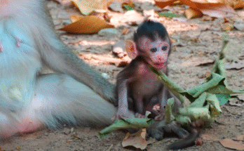 Baby Amelia smiling peacefully while sitting among green vines in Angkor Thom jungle