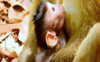 A tiny sick newborn monkey barely opening its eyes in the mossy gloom of Angkor Wat’s forest, cradled by a trembling hand.