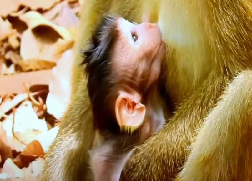 Heart-wrenching footage of a newborn monkey in Angkor Wat, desperately clinging to life—watch her miraculous journey in this unforgettable plea for help.