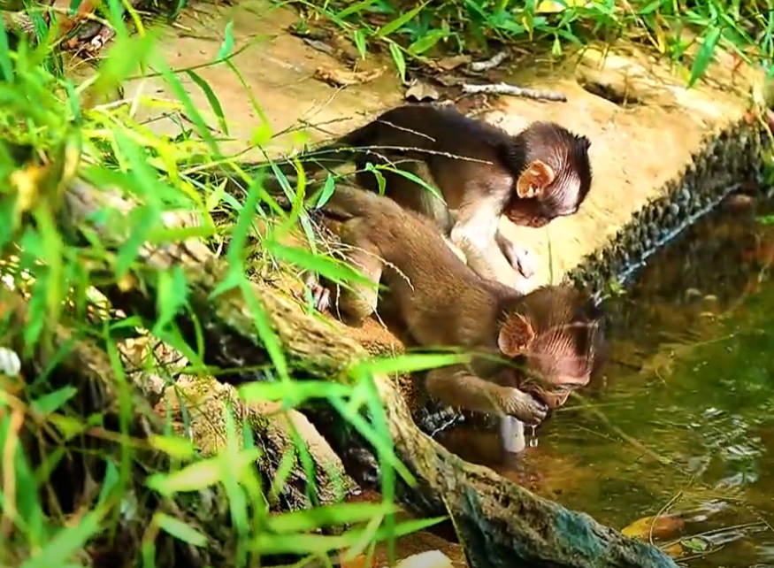 Witness the tender moment two little friends bravely share their first sip at a sacred Angkor Wat pond—an unforgettable story of love, courage, and companionship.