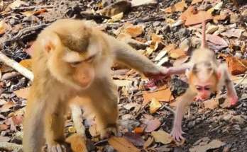 Tiny baby monkey Saro clings to his mother Sarika amidst moss-covered Angkor temple stones, eyes wide with fear and trust.