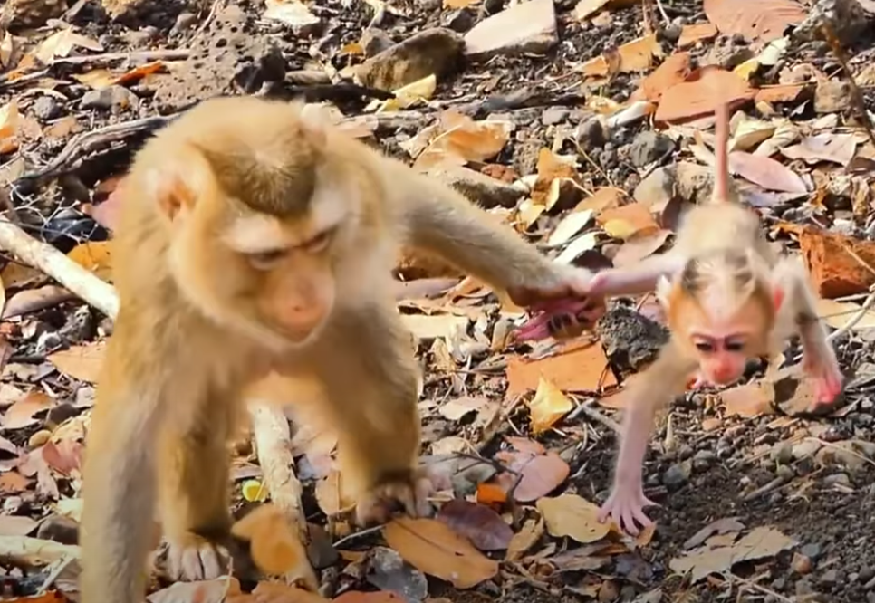 Emotional moment: frightened baby monkey clings to his devoted mother in Angkor’s ancient forest – survival, love, hope.