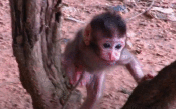A touching moment in Angkor Wat forest: Baby Golda tenderly nurses Baby Azura, showing rare compassion and love in the wild.