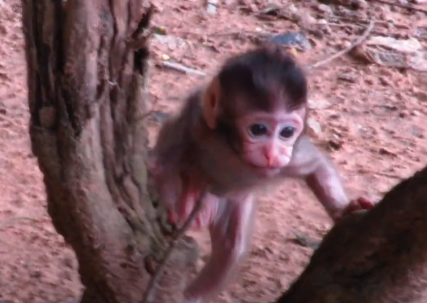 Watch the unforgettable rescue in Angkor Wat: Baby Golda lovingly nurses Baby Azura, a touching story of compassion that will melt your heart.