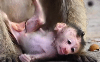 A newborn baby monkey in Angkor Wat takes its first wobbly steps while its mother gently guides and protects it.