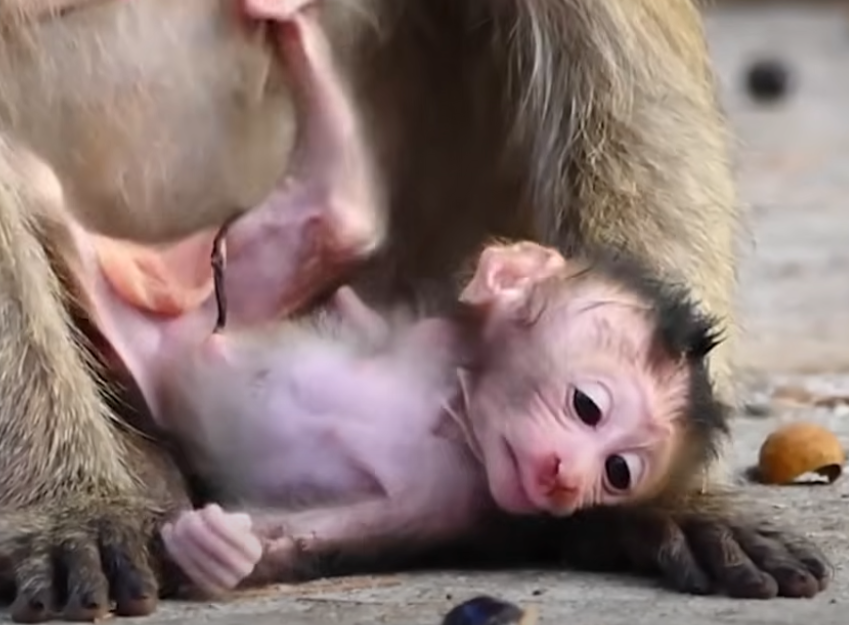 Heartwarming! Watch as a newborn baby monkey in Angkor Wat learns to walk for the very first time, guided with love and patience by its caring mother.