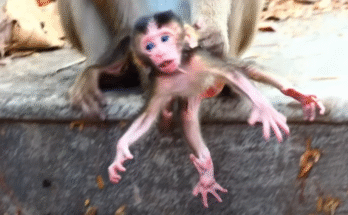A newborn baby monkey nestled in moss and roots, trembling against an ancient Angkor Wat forest floor, while its mother stands hesitantly nearby.