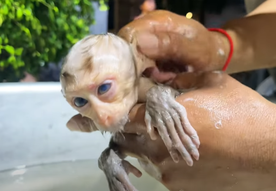 Watch this heart-tingling moment when an American traveler gently baths a baby monkey with milk in the jungle of Angkor Wat—prepare to feel your soul melt.