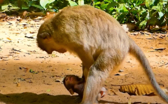 Baby monkey Bean clutching tired mother in mossy ruins of Angkor Wat forest