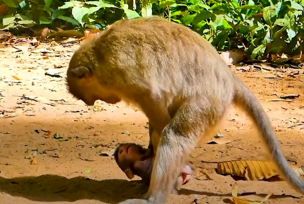 Adorable yet heartbreaking: Watch Baby Bean reach for his tired mom among ancient Angkor Wat ruins.