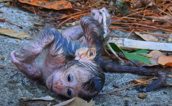 Newborn monkey cradled gently in leafy Angkor forest, mist rising among ancient temple ruins.
