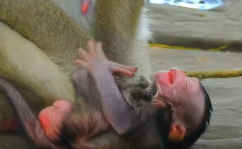 Newborn nestled in mossy forest by ancient Angkor Wat temple, tiny fists raised in defiance.