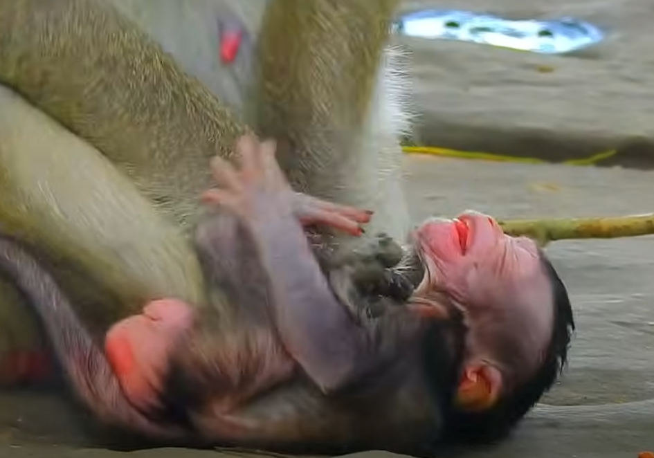 Tiny fists, ancient forest: when a newborn’s fury meets the silent stones of Angkor Wat—watch a moment that stirs the heart.