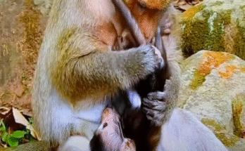 Macaque mother gently grooming her baby near Angkor Wat’s ancient stones, forest light filtering through the canopy.