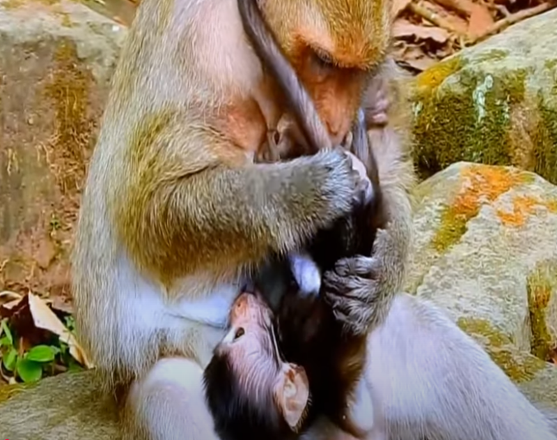 Watch a heart-melting moment of maternal love at Cambodia’s Angkor Wat—wildlife magic captured in the forest