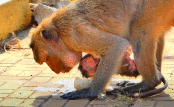Newborn monkey gazes up at first sunbeams in Angkor’s mountain forest, wrapped protectively by its mother amid ancient ruins.