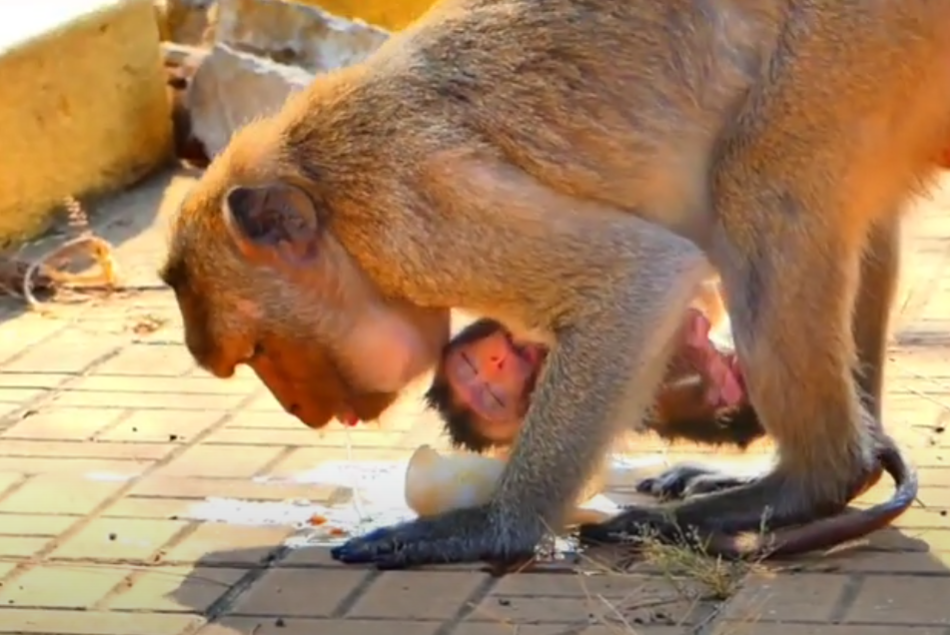 Witness a mountain miracle—a newborn monkey’s first sunrise in Angkor’s forest. Too beautiful to miss!