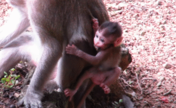 Newborn monkey Azura leaping into her mother’s arms at dawn in Angkor Wat forest.