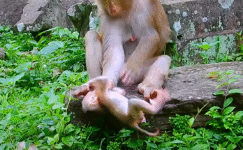 Baby monkey reaching up toward its mother for a hug in the misty forest near Angkor Wat temple