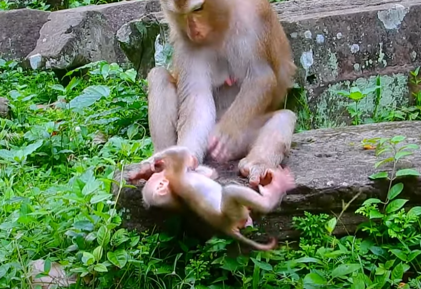 Watch an irresistibly adorable baby monkey at Angkor Wat reach out to its mother—an emotional moment that’ll make your heart melt.