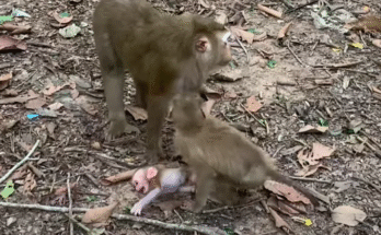 A trembling baby monkey clings to a branch in the misty Angkor Wat forest, its eyes wide with fear and vulnerability.