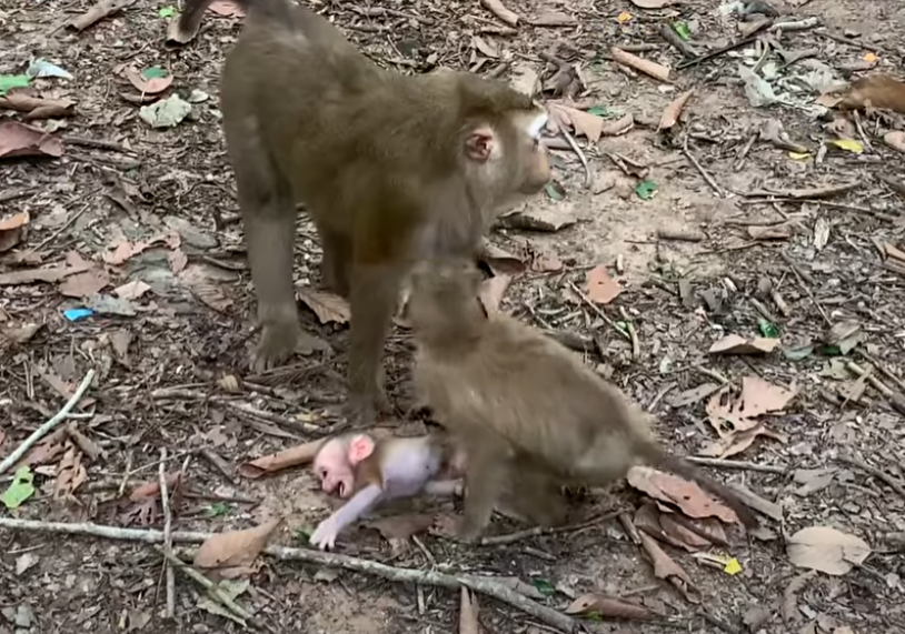 A terrified baby monkey trapped in Angkor Wat’s wild forest—watch the blood-curdling scream that’s touching hearts across America.