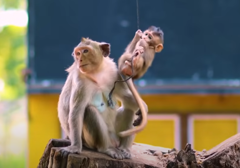 Watch this adorable baby train like a little soldier in beautiful Angkor Wat—mother-daughter love that’ll tug your heart.