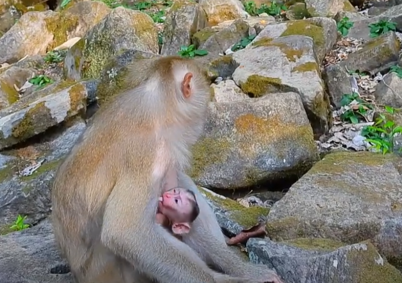 Witness the heartwarming moment when a newborn baby monkey lets out his first soft cry in Angkor Wat, capturing the pure bond between mother and child in the wild.