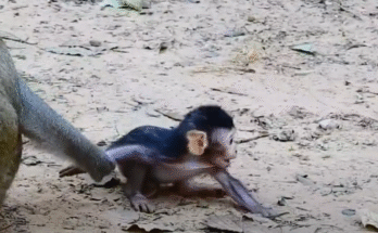 A frightened baby monkey clings desperately to a tree at Angkor Wat, crying out for help until its mother rushes to save it.