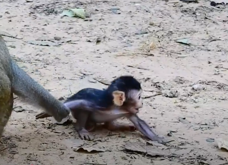 O.M.G—You won’t believe the desperate cries of this baby monkey at Angkor Wat! A powerful story of fear, survival, and a mother’s love.