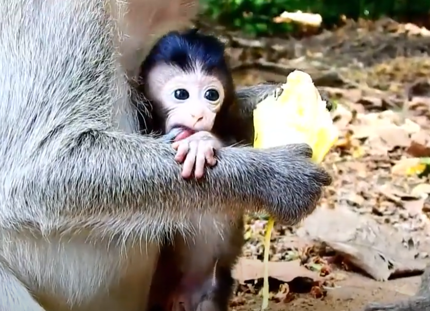 An unforgettable story of a desperate plea in Cambodia’s Angkor Wat forest. Discover how one cry for help turned into a life-changing moment of humanity and hope.
