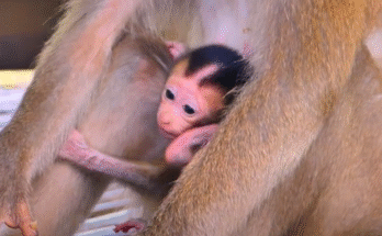 Adorable baby monkey reaching to taste her mother’s toes while sitting in the Angkor Wat forest.