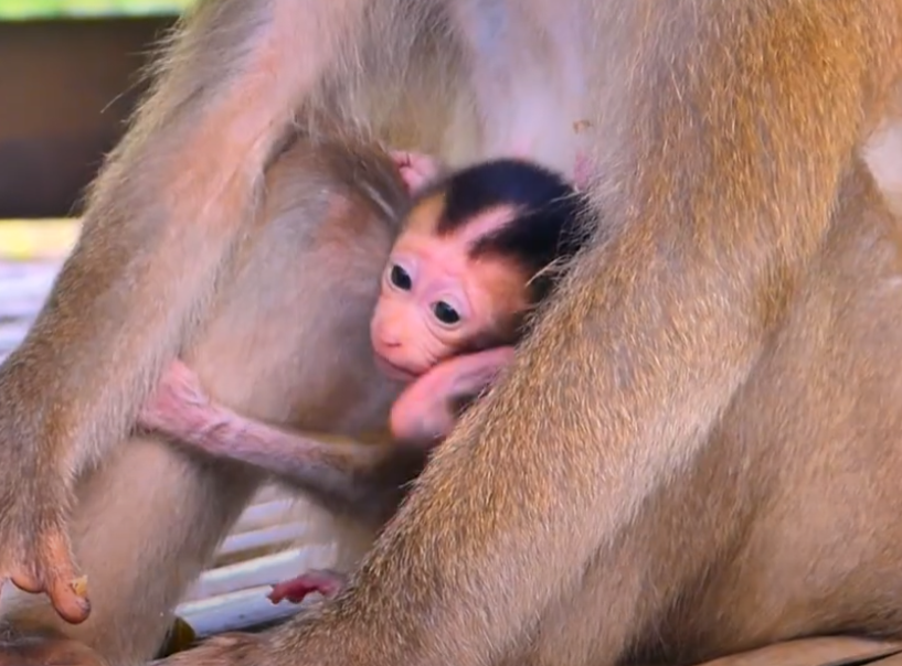 Heart-melting baby monkey moment—watch her playful toe-nibble with mom in Cambodia’s ancient forest. Love, laughter, and innocence all in one!