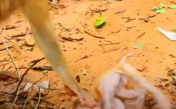 Baby monkey Lily clinging to a tree branch in the misty Angkor Wat forest, eyes wide with fear and hope.